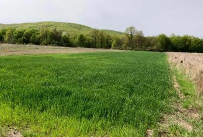 Teren de 3700 mp, în Bârsești (Budești) - 4