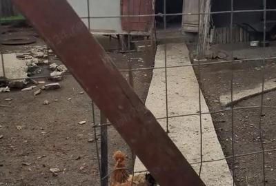 Casă cu 4 camere cu Teren 1122 Mp în Chetrești - 9