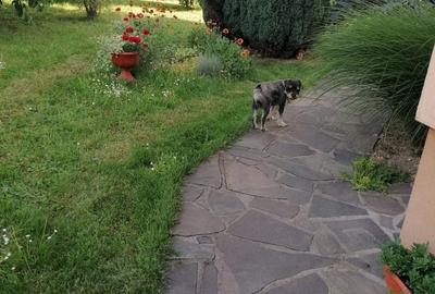 Casă cu 4 camere cu Teren 1000 Mp în Central