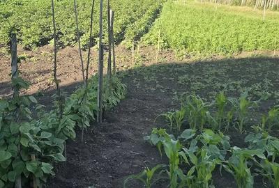 Casă cu Teren 93 Mp în Zaharești - 3