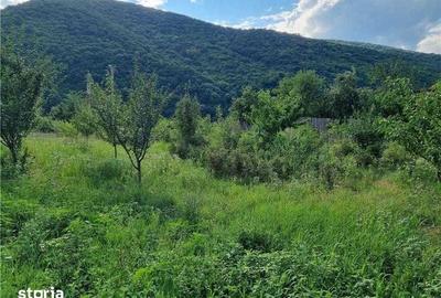 Teren de 3500 mp, în Mehadia - 5