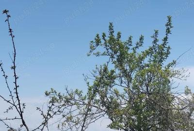 Casă cu 7 camere cu Teren 2300 Mp în Costieni - 2