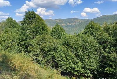 Teren de 3000 mp, în Măguri - 5