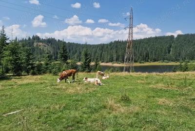Teren de 7809 mp, în Giurcuța de Sus - 1