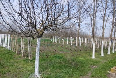 Casă cu Teren 7000 Mp în Pelinu - 5
