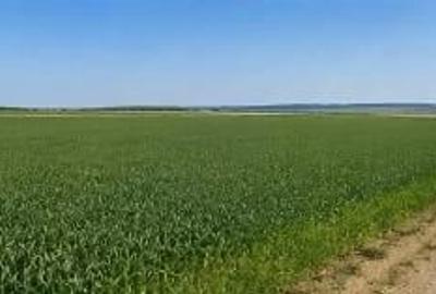 Teren de 15000 mp, în Mischii - 5