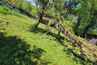 Casă cu 3 camere în Avram Iancu (Vârfurile) - 8