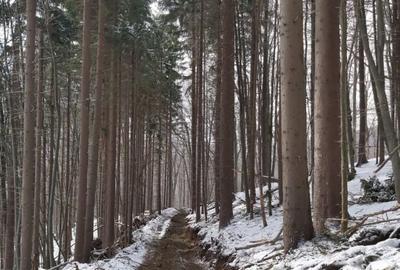 Teren de 67500 mp, în Uric