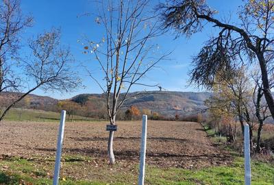 Teren de 4316 mp, în Fârdea - 2