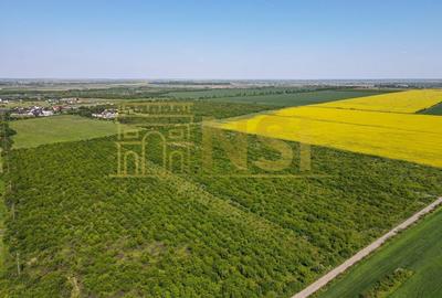 Teren Construcții intravilan de 375600 mp, în Mogoșești - 3