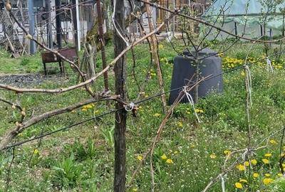 Casă individuală cu 5 camere cu Teren 5000 Mp în Miroslovești - 7