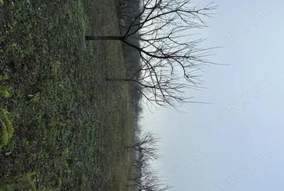 Teren de 1439 mp, în Măderat - 4