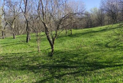 Teren de 1506 mp, în Drajna - 5