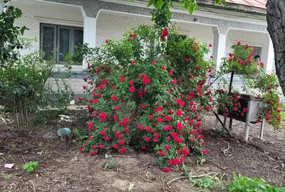 Casă cu 5 camere cu Teren 1351 Mp în Tânganu