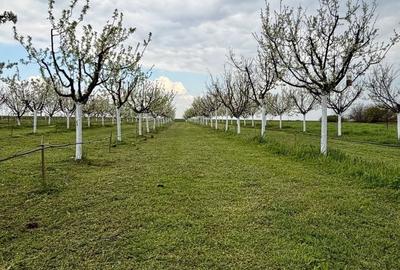 Teren intravilan de 3500 mp, în Sânmartinu Sârbesc - 5