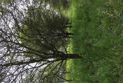 Teren de 6000 mp, în Cârnești - 2
