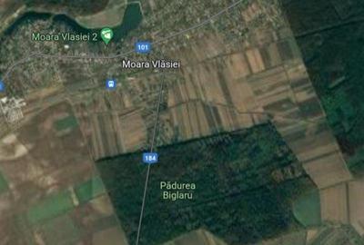 Teren agricol extravilan de 7170 mp, în Moara Vlăsiei - 1