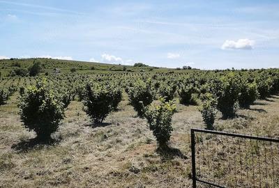 Teren de 29000 mp, în Cozla - 3