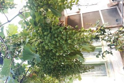 Casă cu 4 camere în Moroda - 1