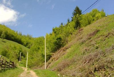Teren de 25000 mp, în Moieciu - 4