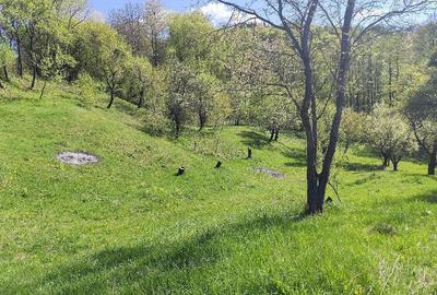Teren de 3800 mp, în Mioarele - 4