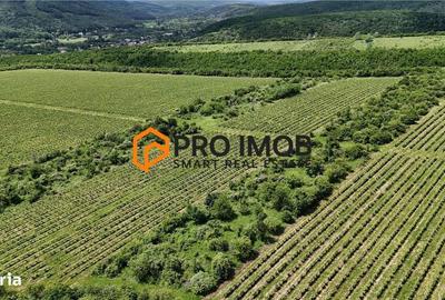 Spațiu comercial, în Mierea - 3