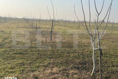 Teren de 405000 mp, în Ivești - 19