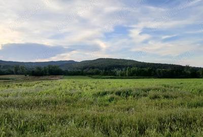 Teren de 30000 mp, în Lupoaia - 4