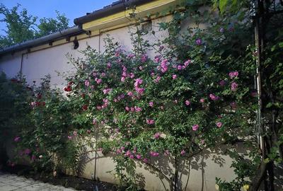 Casă cu 5 camere cu Teren 460 Mp în Calea Dumbrăvii - 7
