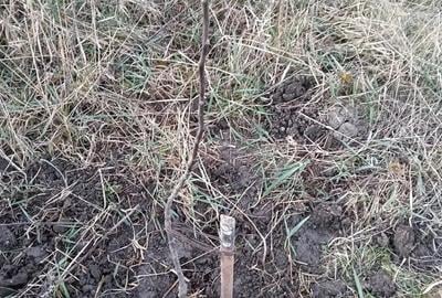 Casă cu 3 camere cu Teren 10000 Mp în Central - 3