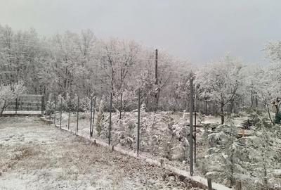 Teren de 5499 mp, în Poiana Tășad - 8