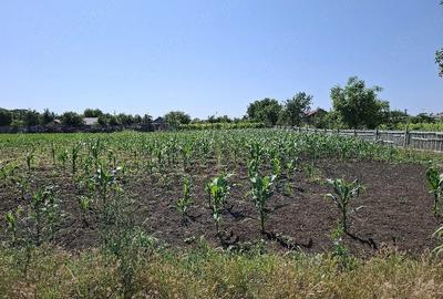 Teren de 1500 mp, în Padina - 3