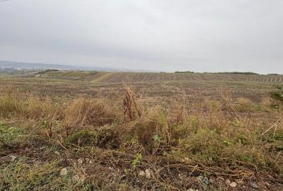 Teren de 11600 mp, în Valea Lupului - 2