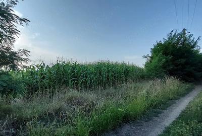 Teren de 7200 mp, în Dumbrăvița