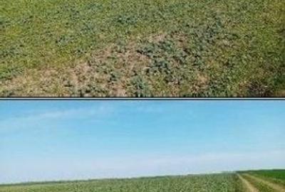 Teren de 5000 mp, în Umbrărești - 5