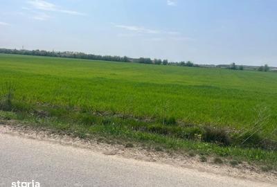 Teren de 5600 mp, în Ciocănești - 6