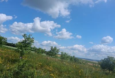 Teren agricol extravilan de 7000 mp, în Zvoriștea - 6