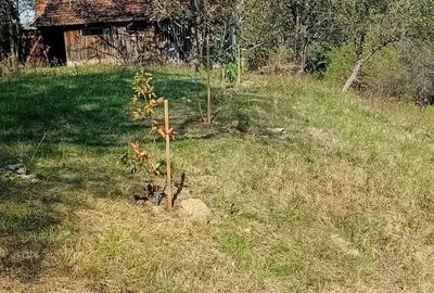 Teren de 9730 mp, în Țebea - 7