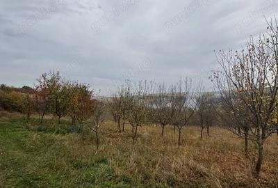 Teren de 4500 mp, în Comșești - 4