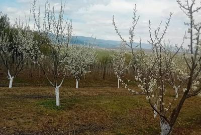 Teren de 7500 mp, în Grui - 1