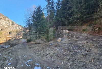 Teren de 2977 mp, în Scărișoara