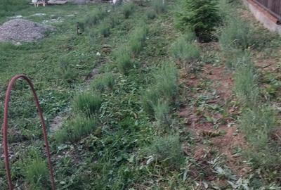 Casă cu 2 camere în Plopu - 3