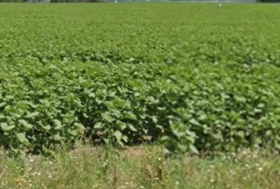 Teren de 55000 mp, în Căteasca - 5