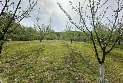 Teren Construcții intravilan de 3092 mp, în Hașag - 6
