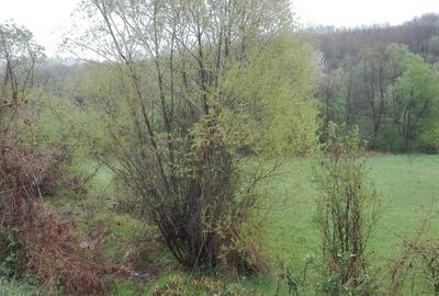 Teren de 2798 mp, în Sârbi - 2
