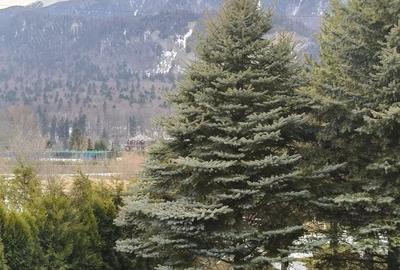 Casă cu Teren 730 Mp în Piatra Arsă - 8