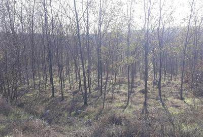 Teren în Rasova - 1
