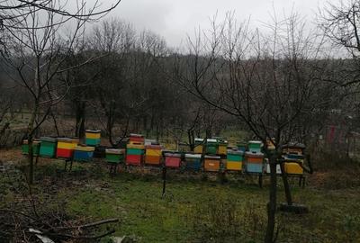 Casă în Nadăș