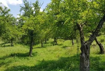 Teren de 5000 mp, în Mușcel - 5