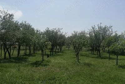 Casă cu 2 camere cu Teren 1700 Mp în Husasău de Tinca - 7